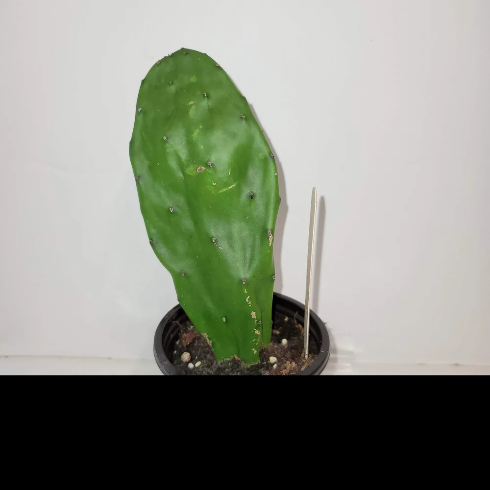 Nopal Cactus Plant with Roots In a Four Inch Pot for Terrariums And Home Decor.